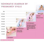 Schematic diagram of pregnancy cycle with images of a pregnant woman using a U-shaped pregnancy pillow.